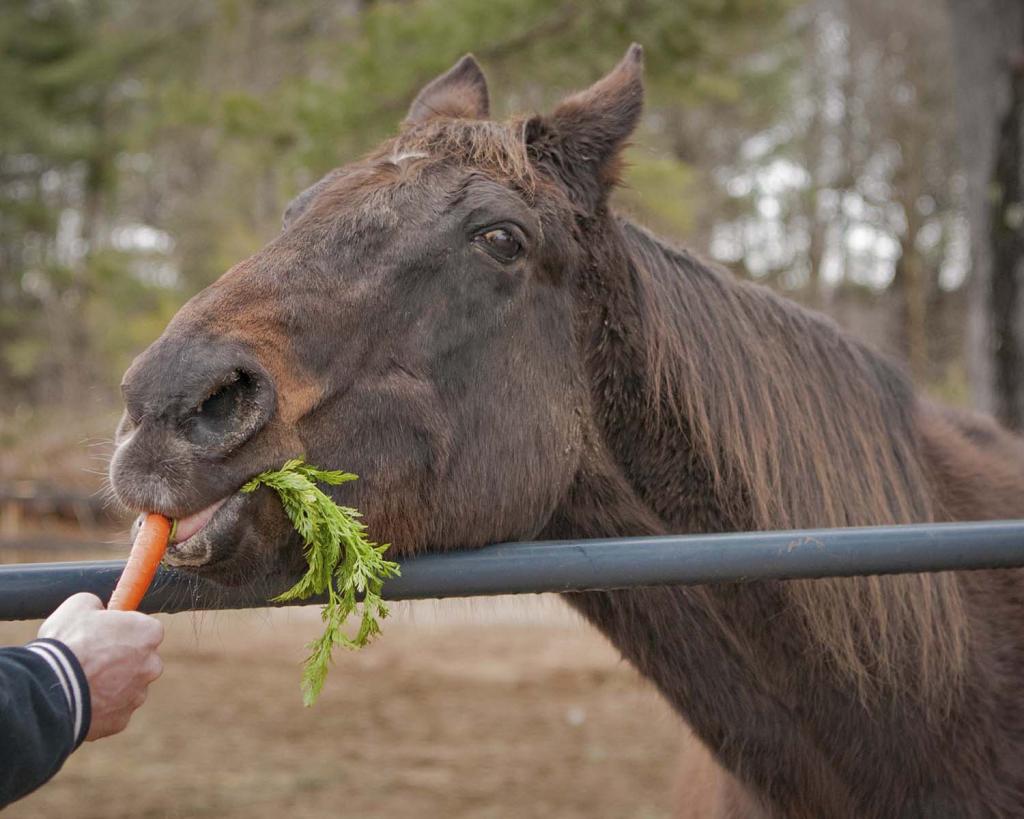 Zippy Chippy enjoys a carrot. (Connie Bush)